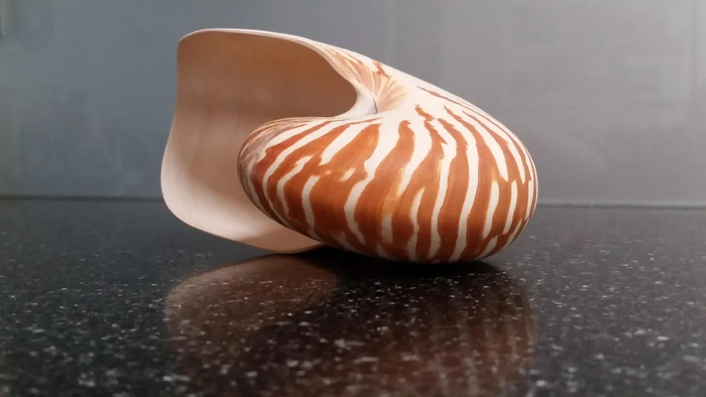 Coquillage nautile aux rayures douces